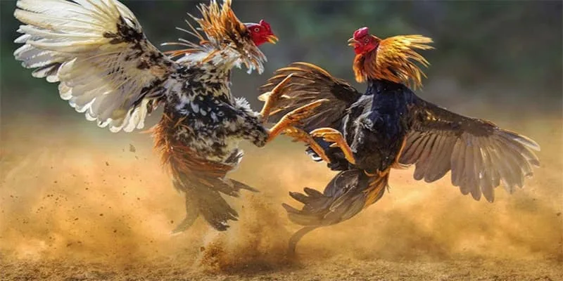 Đối tác phát hành kèo đá gà tại nhà cái QH88